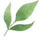sml-leaf-1